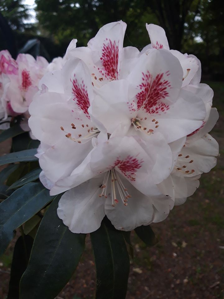 Mrs Lionel de Rothschild